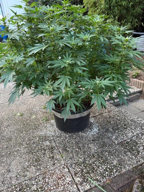 RS11 x Banana OG Outdoor 2026. Week 22