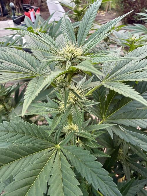 RS11 x Banana OG Outdoor 2026. Week 22