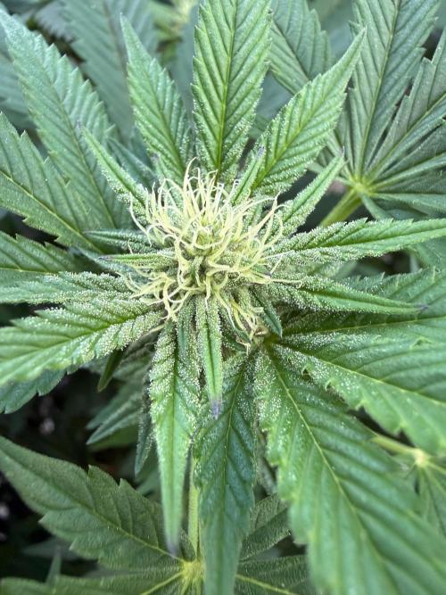 RS11 x Banana OG Outdoor 2026. Week 22