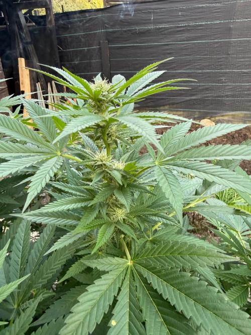 RS11 x Banana OG Outdoor 2026. Week 22