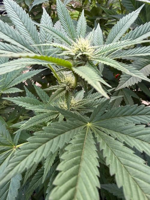 RS11 x Banana OG Outdoor 2026. Week 22