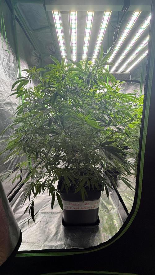 Breeder Cuts and Seeds #2. Week 10