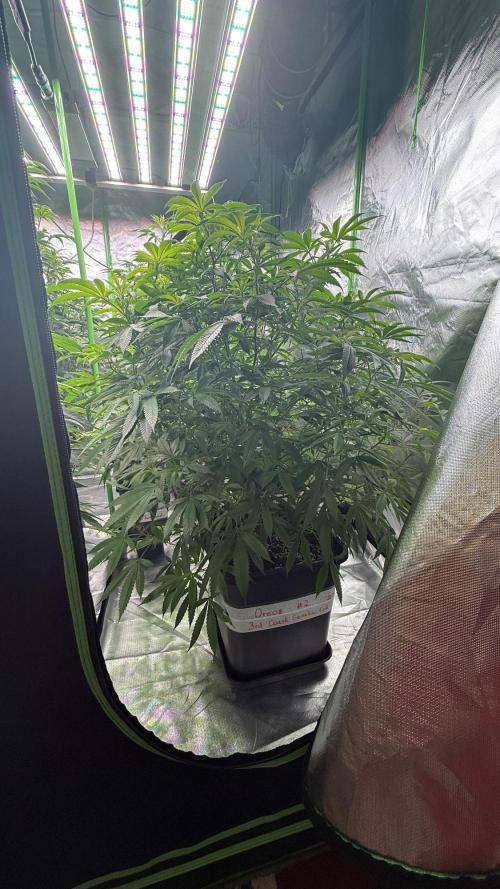 Breeder Cuts and Seeds #2. Week 10