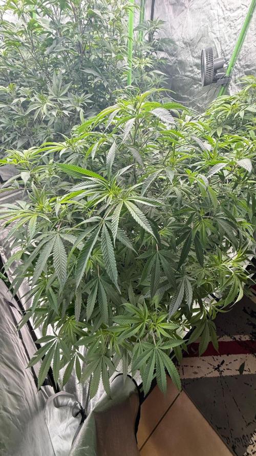 Breeder Cuts and Seeds #2. Week 10