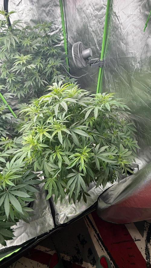Breeder Cuts and Seeds #2. Week 10