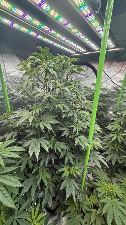 Breeder Cuts and Seeds #2. Week 10