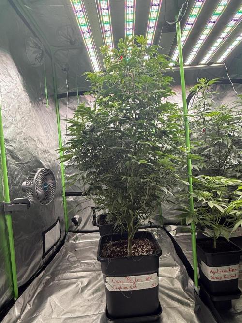 Breeder Cuts and Seeds #2. Week 10