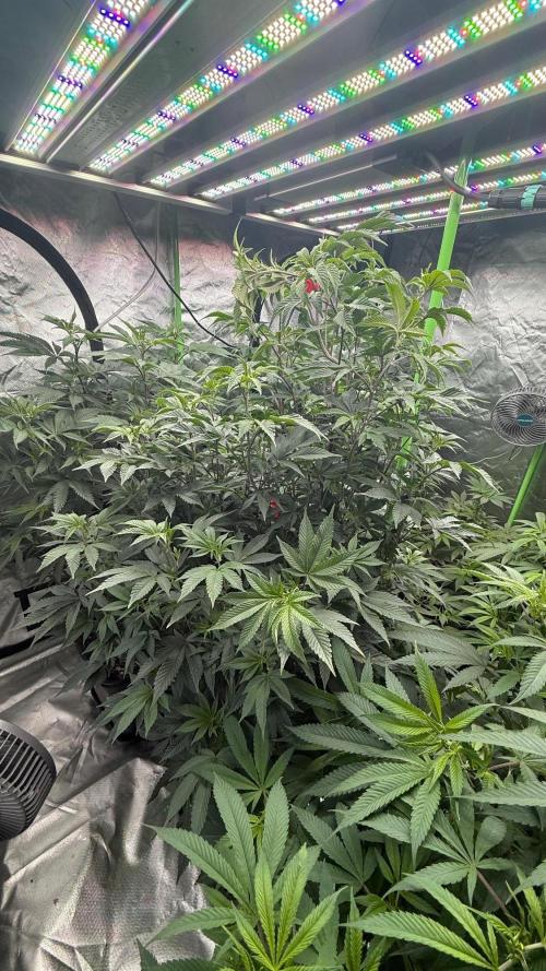 Breeder Cuts and Seeds #2. Week 10