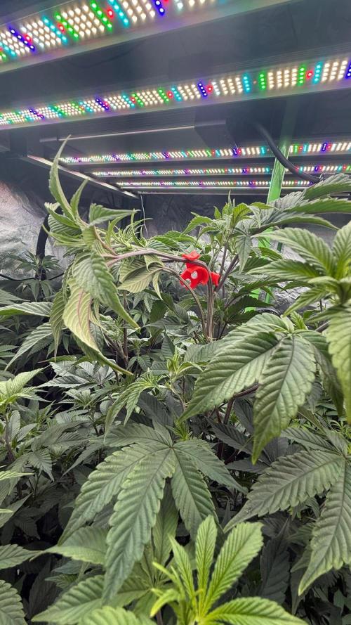 Breeder Cuts and Seeds #2. Week 10