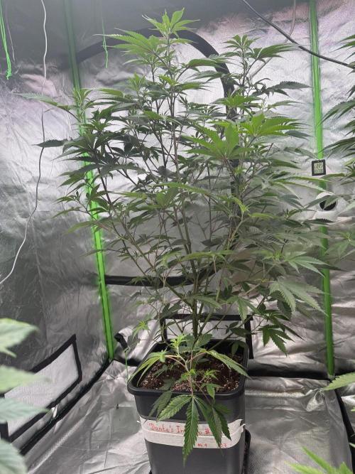 Breeder Cuts and Seeds #2. Week 10