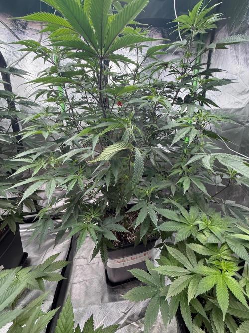 Breeder Cuts and Seeds #2. Week 10