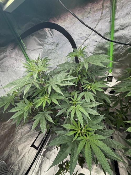 Breeder Cuts and Seeds #2. Week 10
