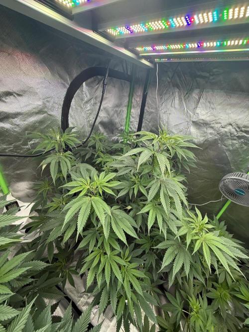 Breeder Cuts and Seeds #2. Week 10