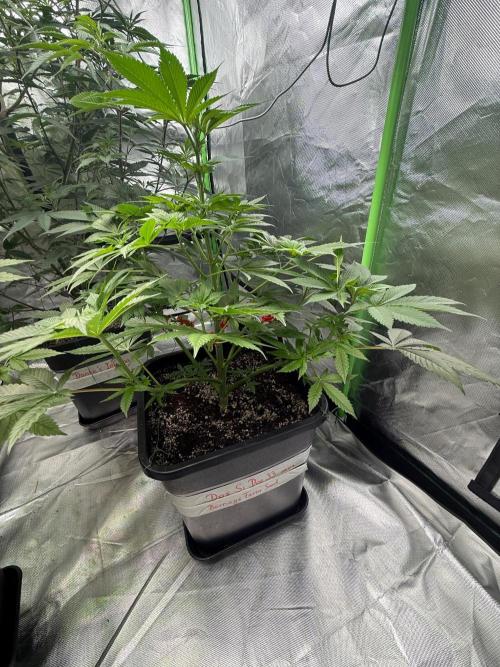 Breeder Cuts and Seeds #2. Week 10