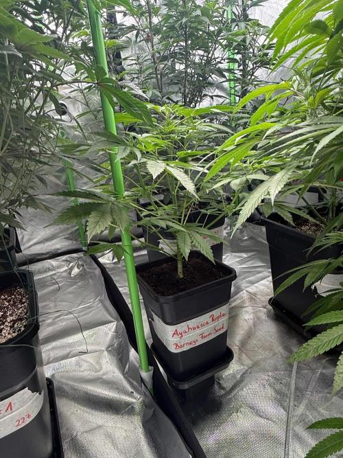 Breeder Cuts and Seeds #2. Week 10