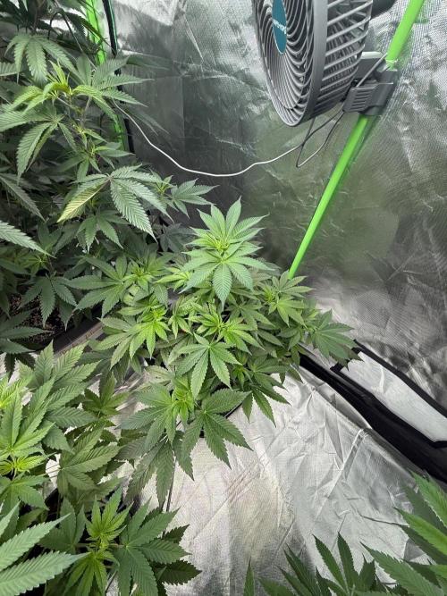 Breeder Cuts and Seeds #2. Week 10