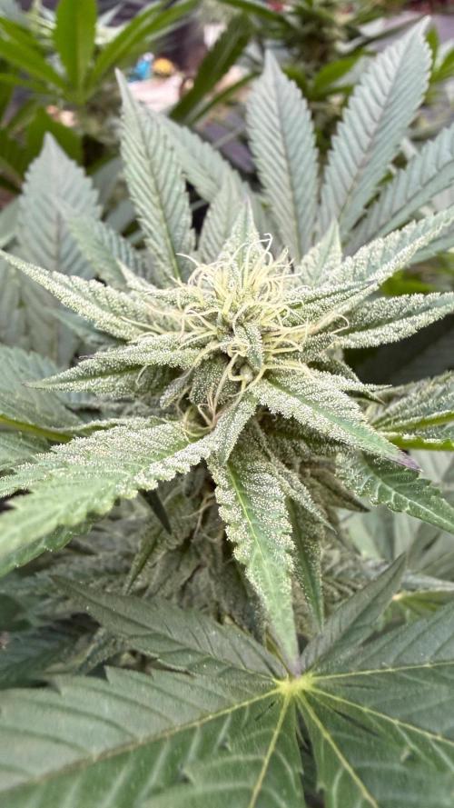 RS11 x Banana OG Outdoor 2026. Week 23