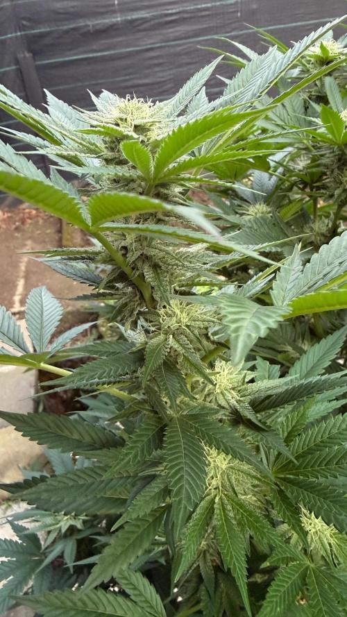 RS11 x Banana OG Outdoor 2026. Week 23