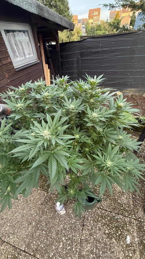 RS11 x Banana OG Outdoor 2026. Week 23