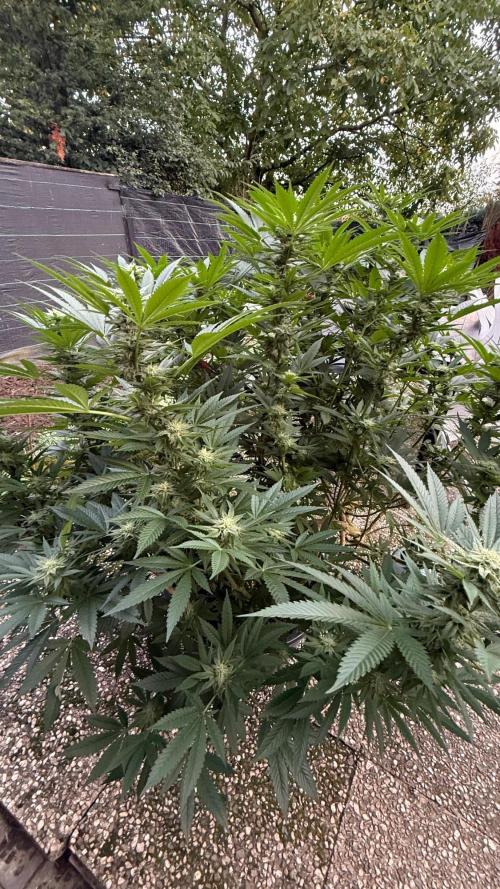 RS11 x Banana OG Outdoor 2026. Week 23