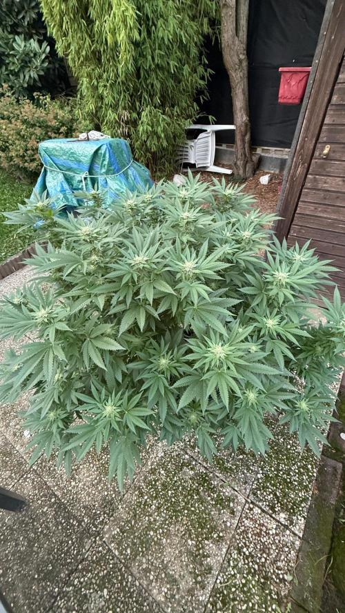RS11 x Banana OG Outdoor 2026. Week 23
