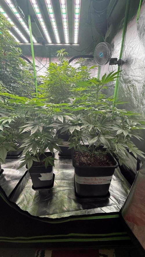 Breeder Cuts and Seeds #2. Week 11