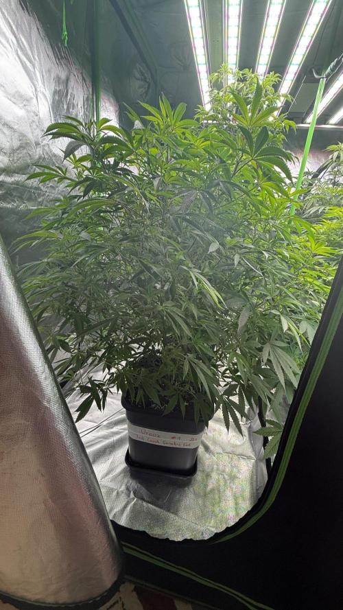 Breeder Cuts and Seeds #2. Week 11