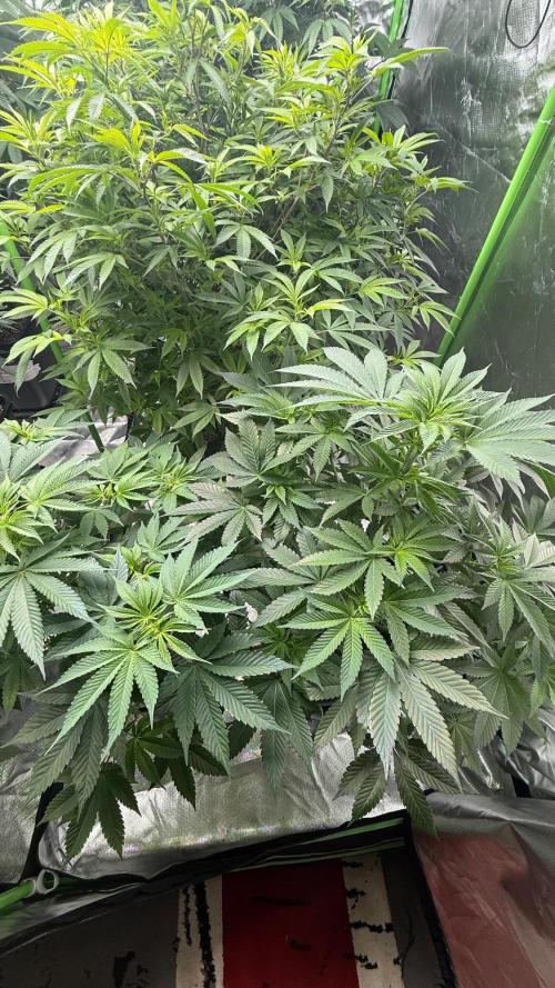 Breeder Cuts and Seeds #2. Week 11