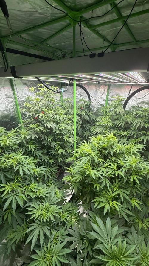 Breeder Cuts and Seeds #2. Week 11