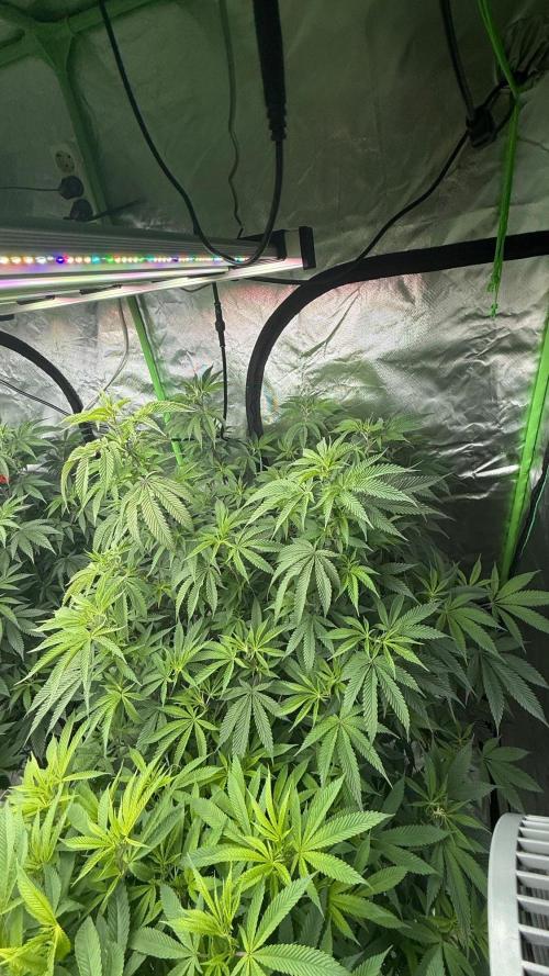 Breeder Cuts and Seeds #2. Week 11