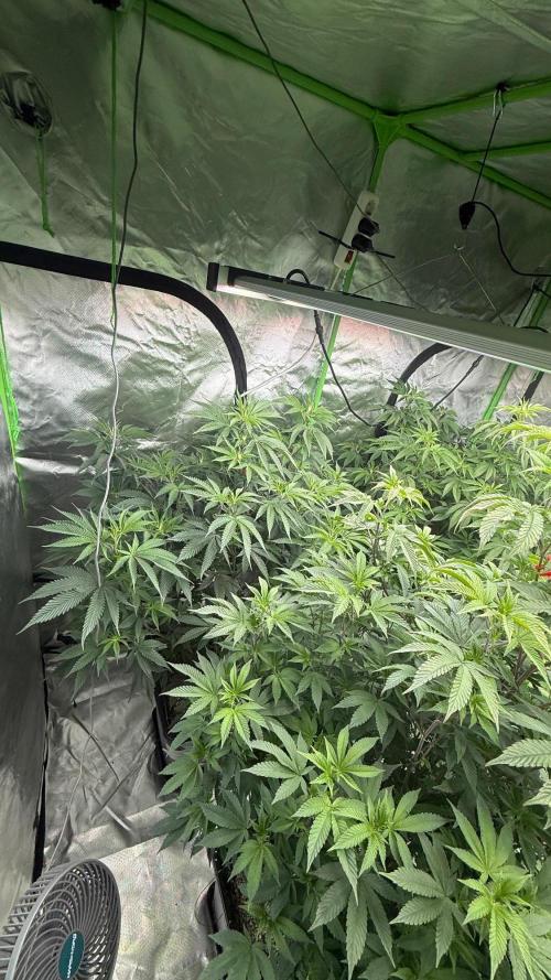 Breeder Cuts and Seeds #2. Week 11