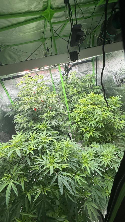 Breeder Cuts and Seeds #2. Week 11