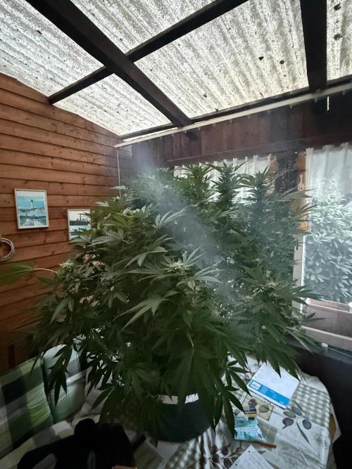 RS11 x Banana OG Outdoor 2026. Week 24