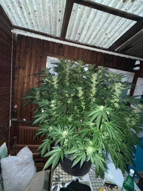 RS11 x Banana OG Outdoor 2026. Week 24