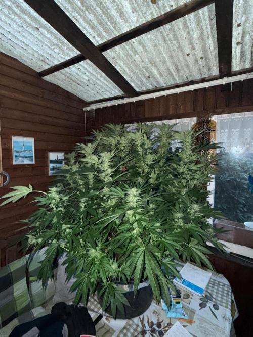 RS11 x Banana OG Outdoor 2026. Week 24