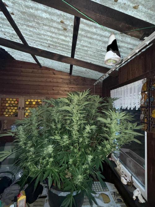 RS11 x Banana OG Outdoor 2026. Week 24