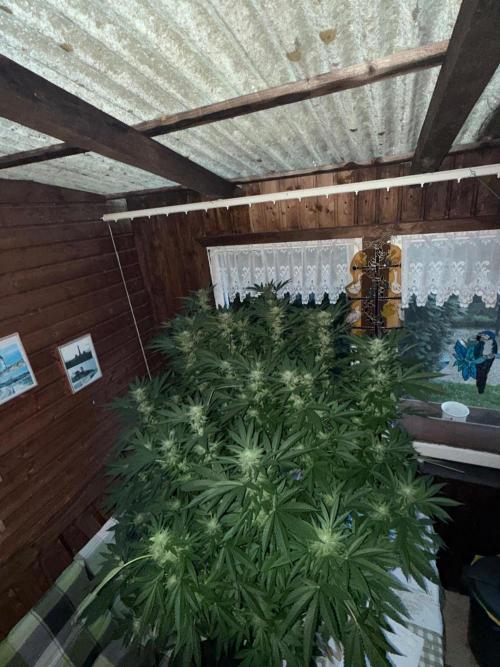 RS11 x Banana OG Outdoor 2026. Week 24