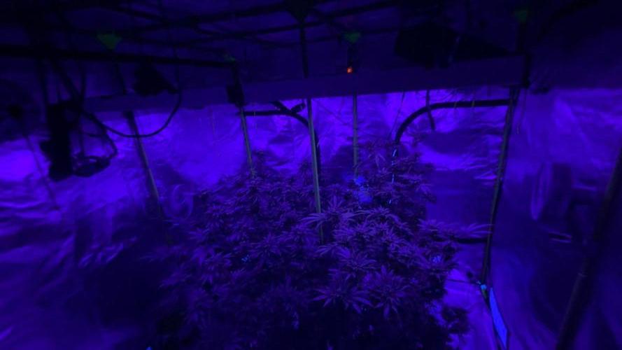 Breeder Cuts. Week 15
