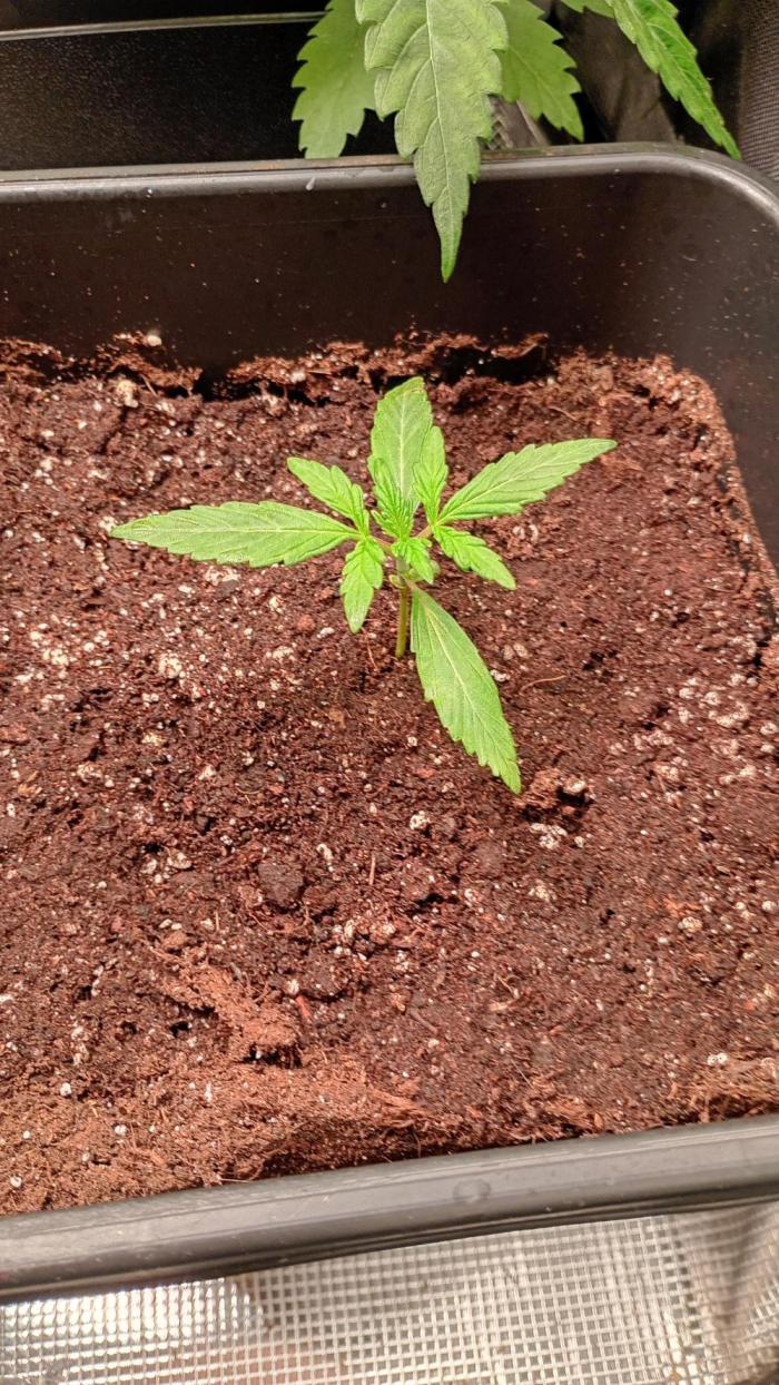 Fantastic. Week 2 -  Appel fritter RQS 