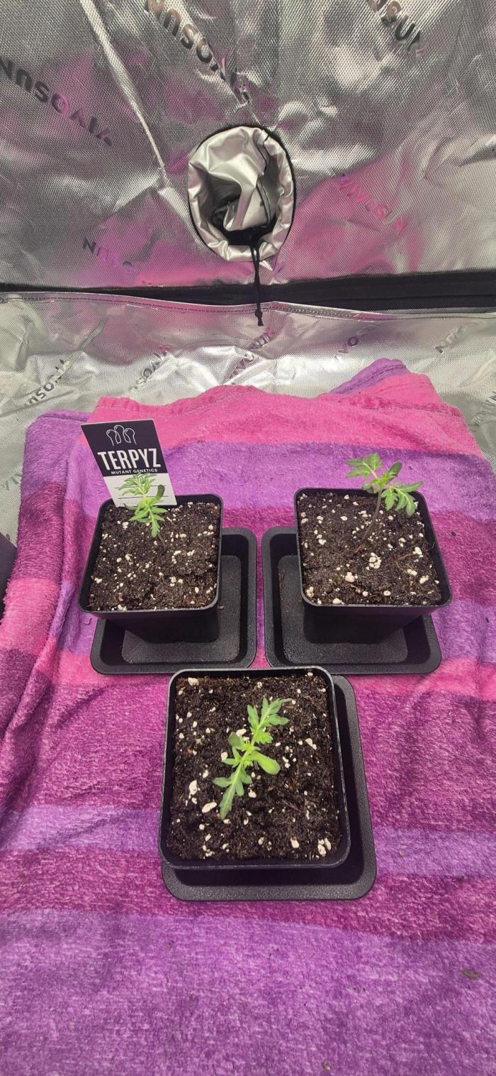 Mentha De Croco F2 - TerpyZ. Week 0 - Geschlüpft und direkt in ihre ersten Töpfe rein.