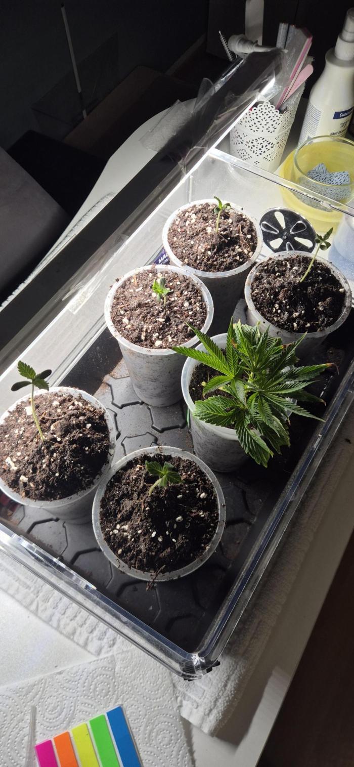 Happy Hour & Obsidian - Wizard Trees. Week 0