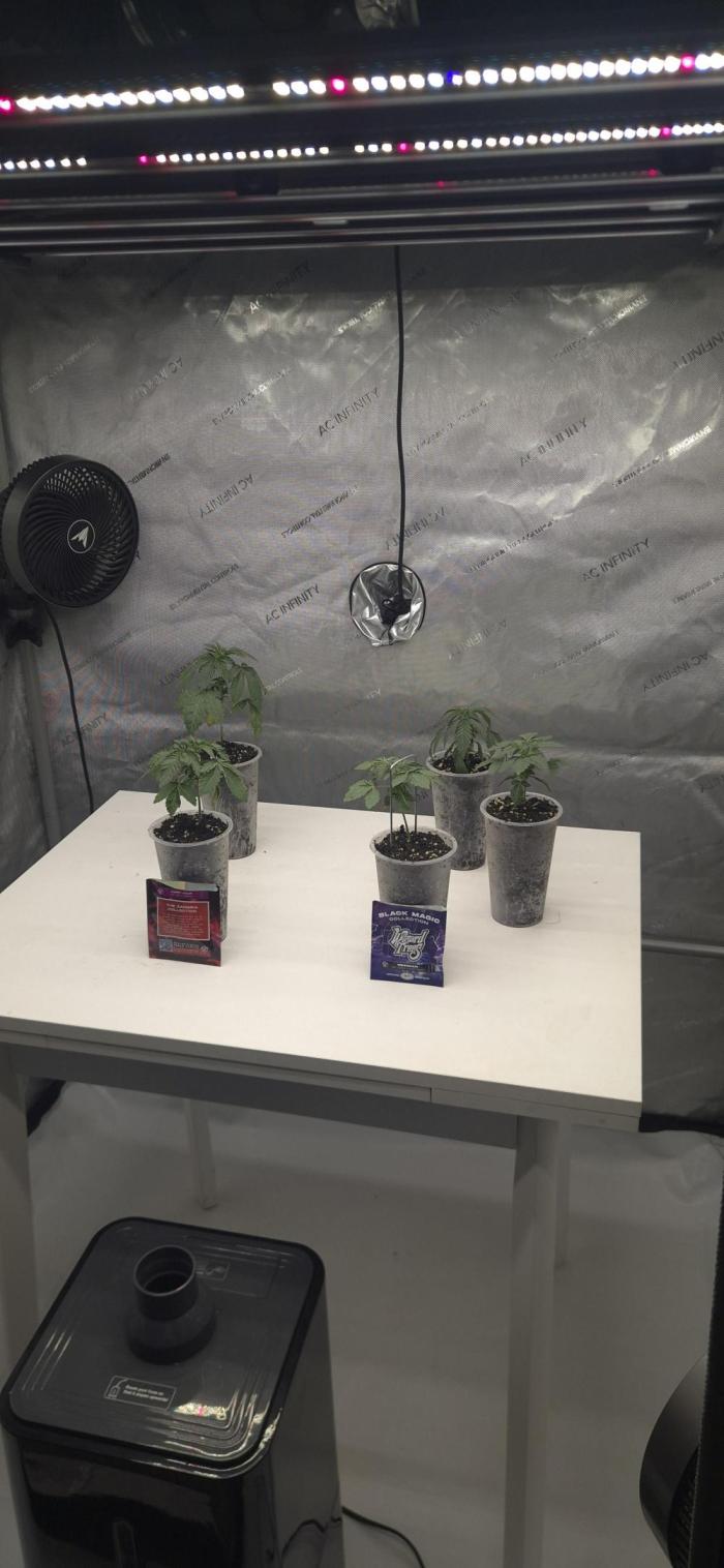 Happy Hour & Obsidian - Wizard Trees. Week 1