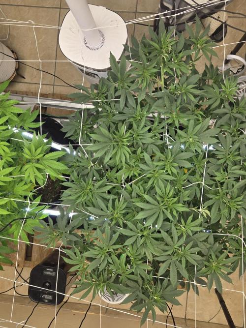 The chronic. Week 8