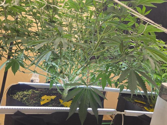 The chronic. Week 8
