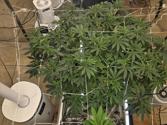 The chronic. Week 8