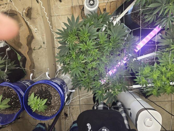 The chronic. Week 8