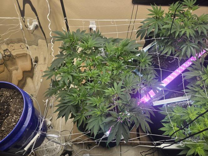 The chronic. Week 8