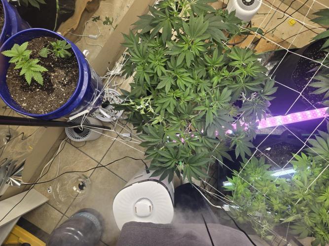 The chronic. Week 8