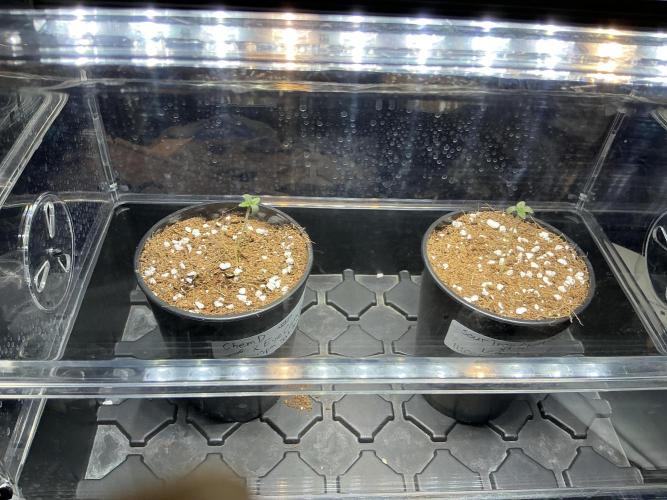 Alchemic Gardens R&D. Week 0 - They popped 2.5 days from being blessed with my organic booster *Orally Activate