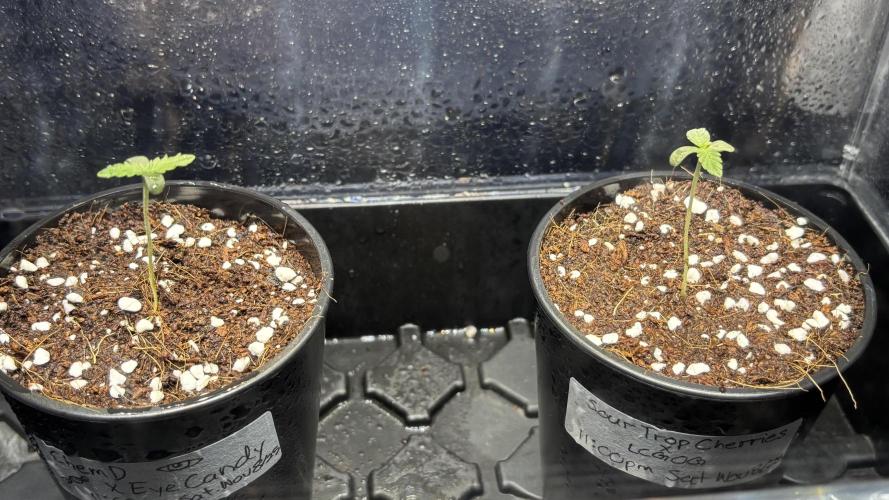 Alchemic Gardens R&D. Week 0